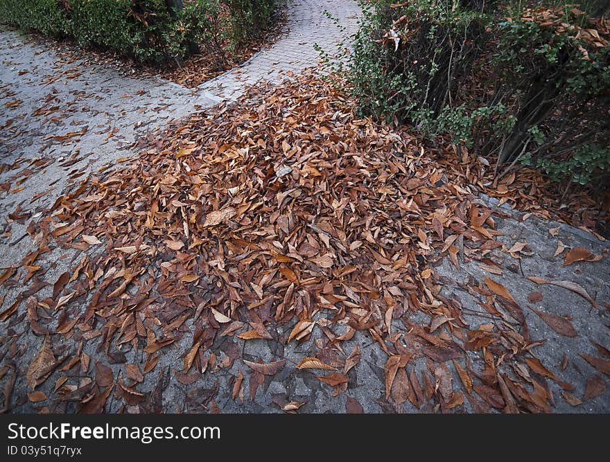 Autumn Pathway background in wide angle