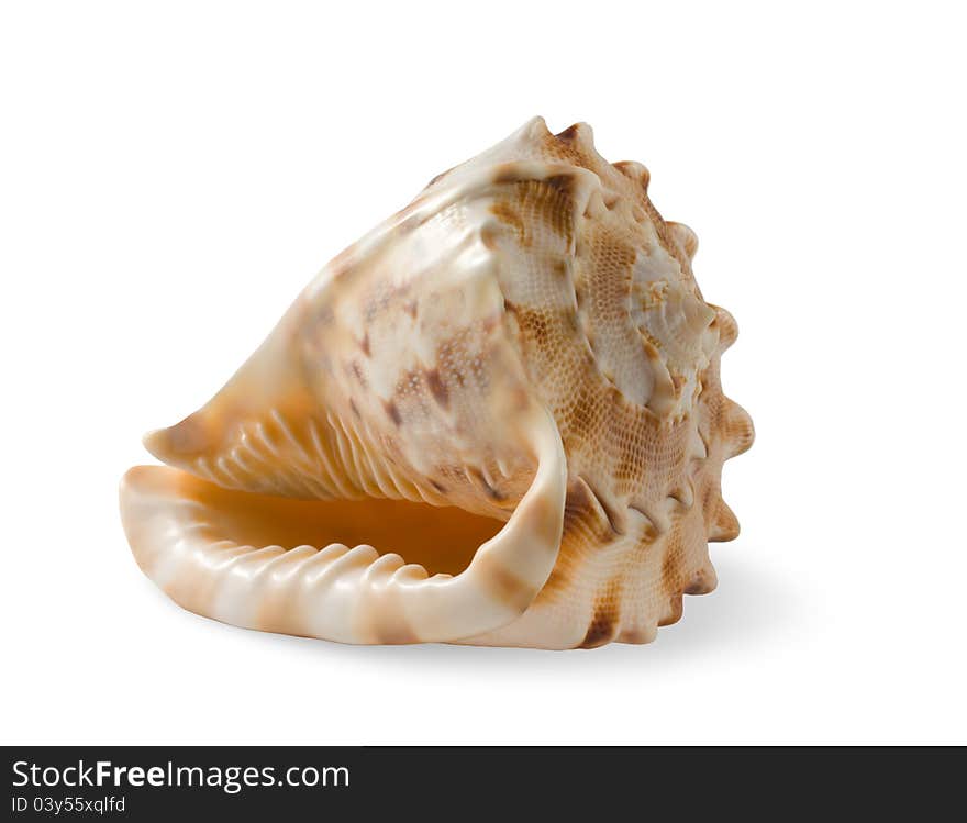 Seashell On White