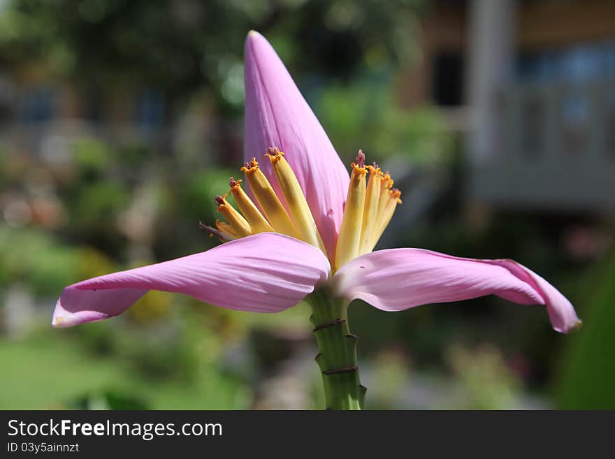 Banana flower