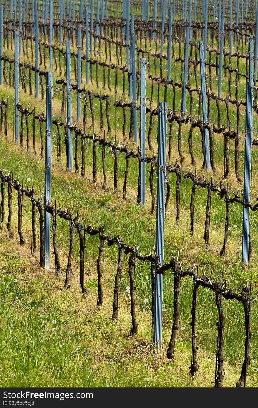 Beautiful rows of grapes at spring