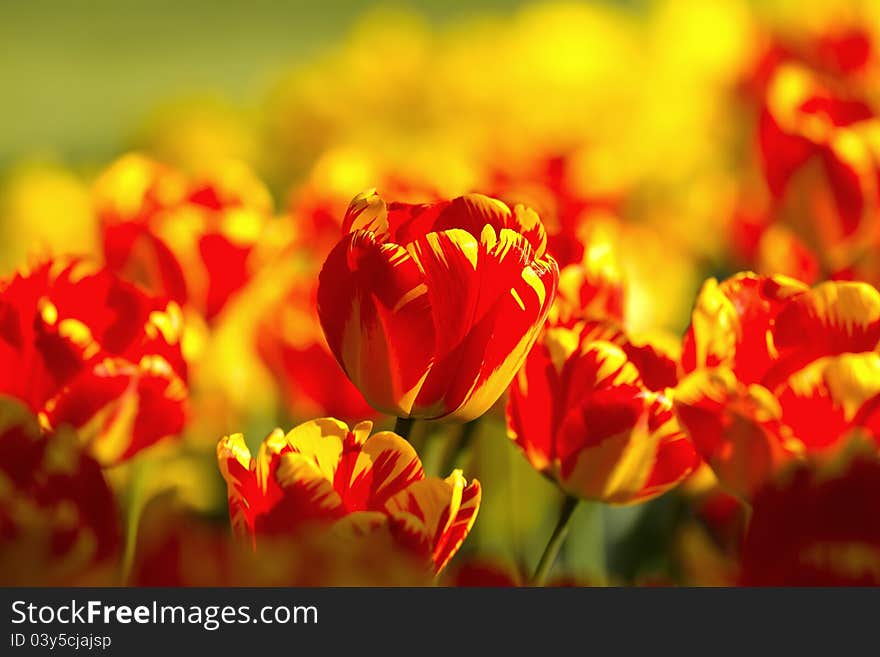 Beautiful spring multi-colored striped tulips