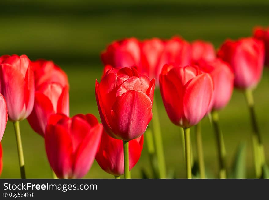 Beautiful red tulips in the sunlight