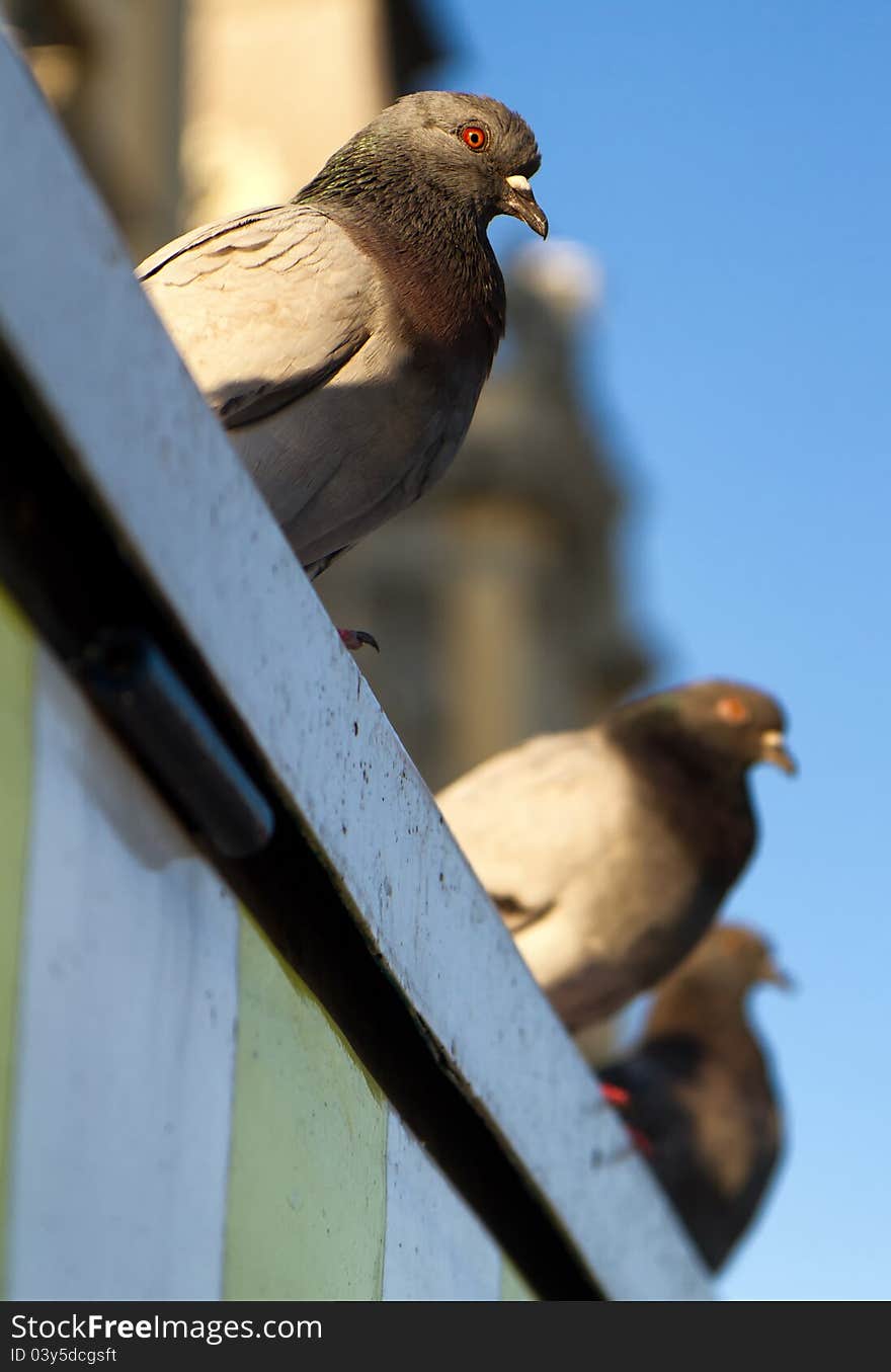 City pigeons resting on the roof. City pigeons resting on the roof