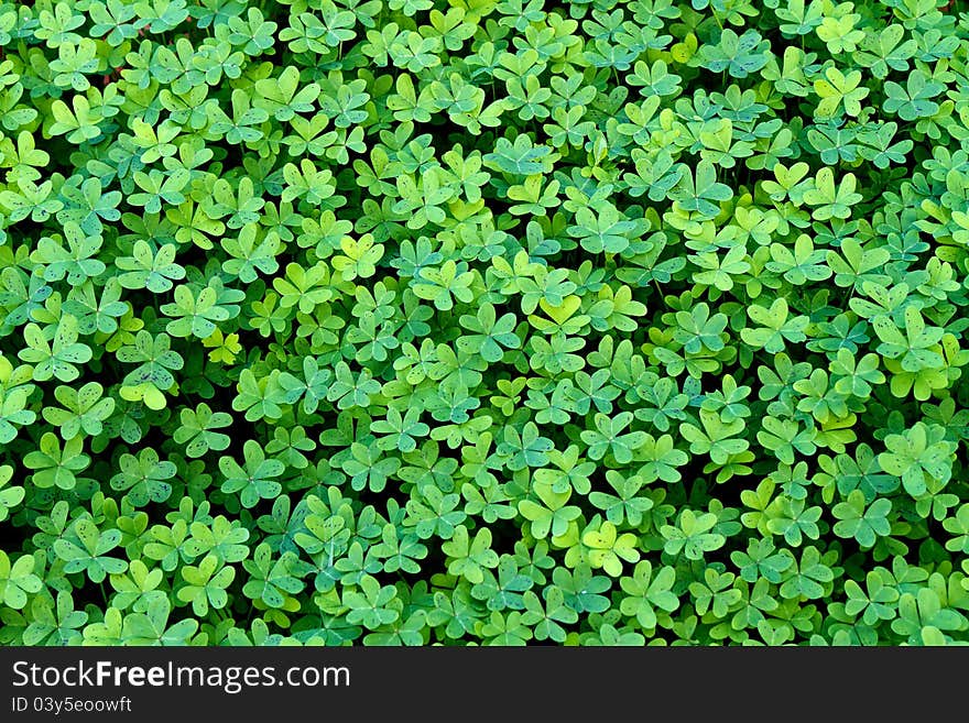 Close up of a nice, fresh clover field