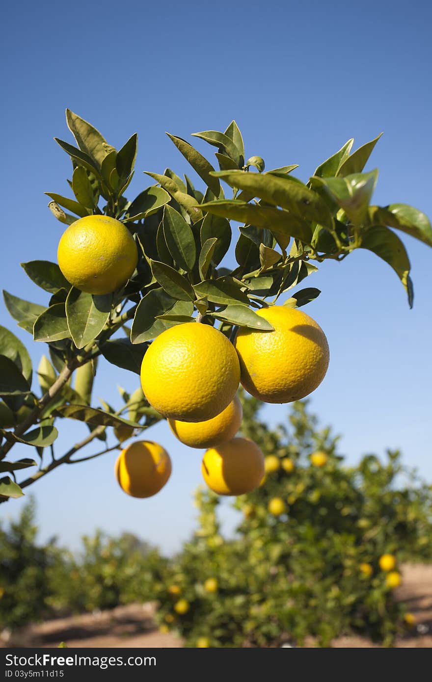 Mandarino with its fruits in Valencia, Spain. Mandarino with its fruits in Valencia, Spain