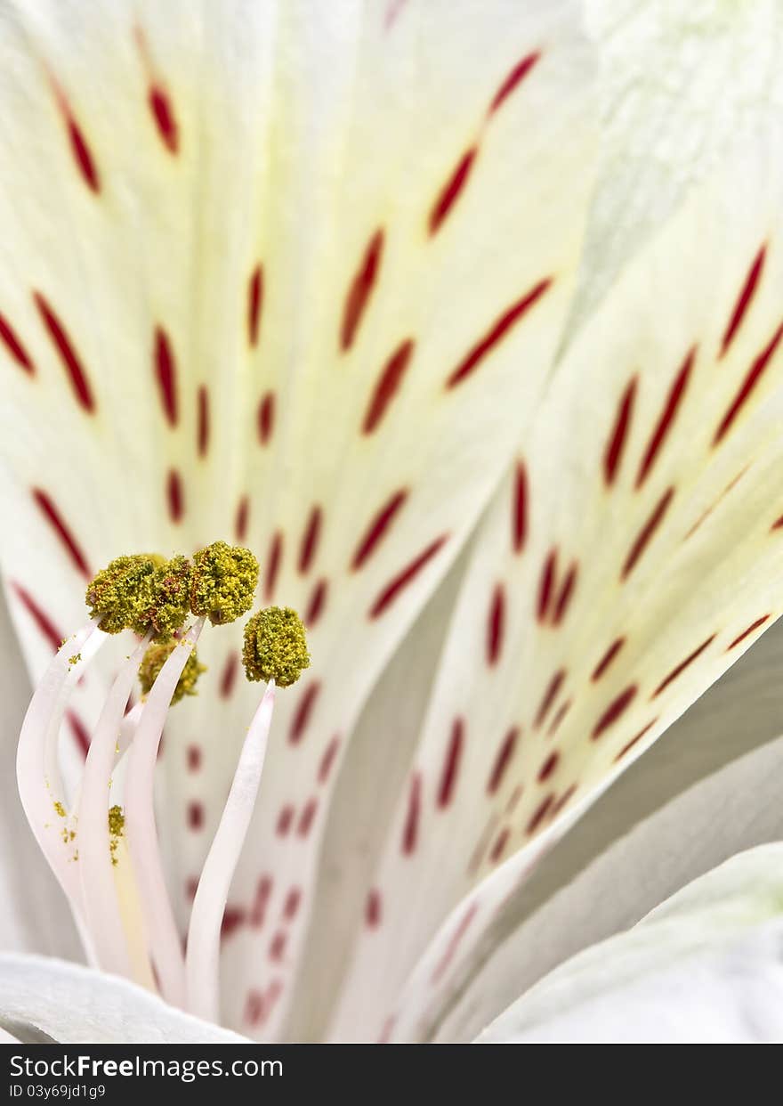 Close up image of Alstroemerias flower