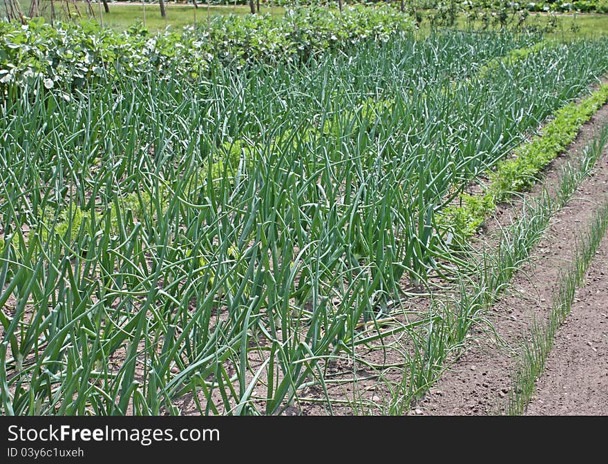 Vegetable Garden.