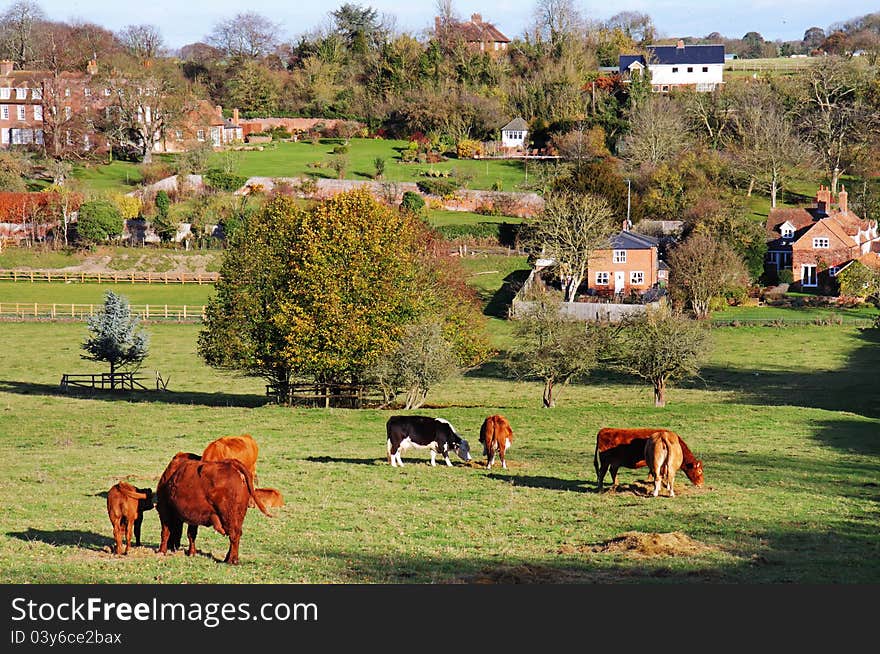 Grazing Cattle in an English Meadow