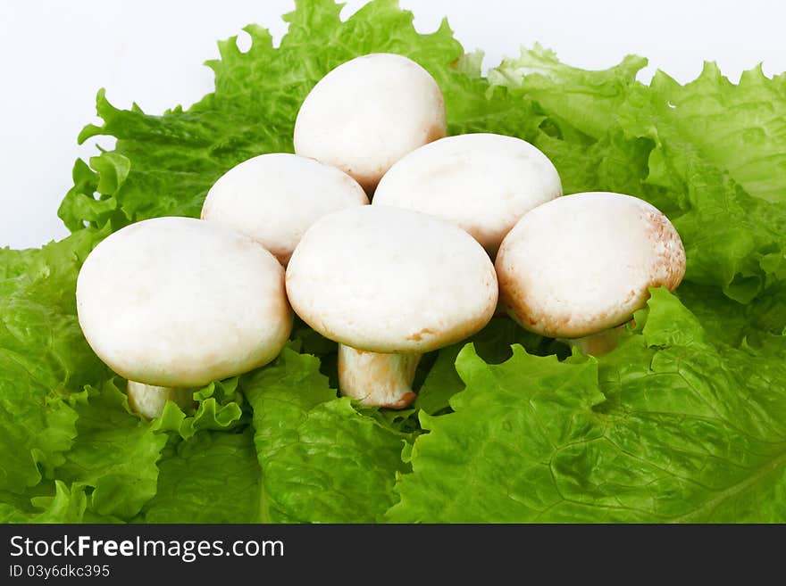 Champignon mushroom on white background