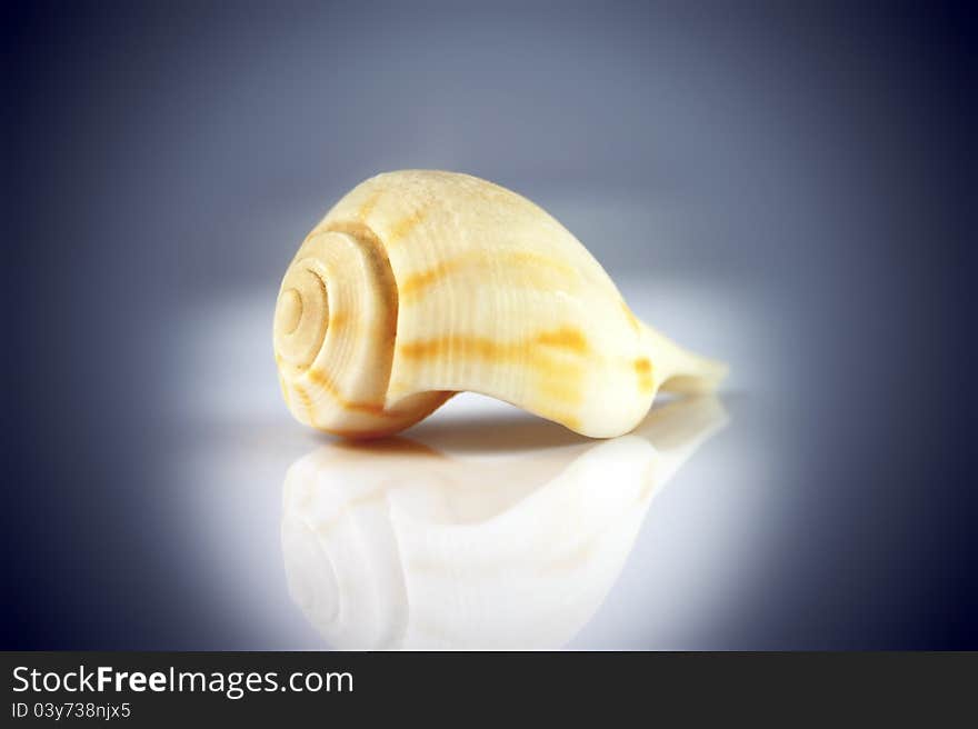 Seashell On Violet With Reflection