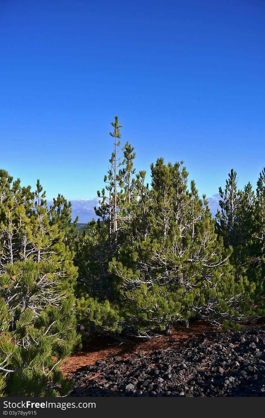 Natural scenery of the Etna Regional Park in Zafferana - Catania (Sicily)