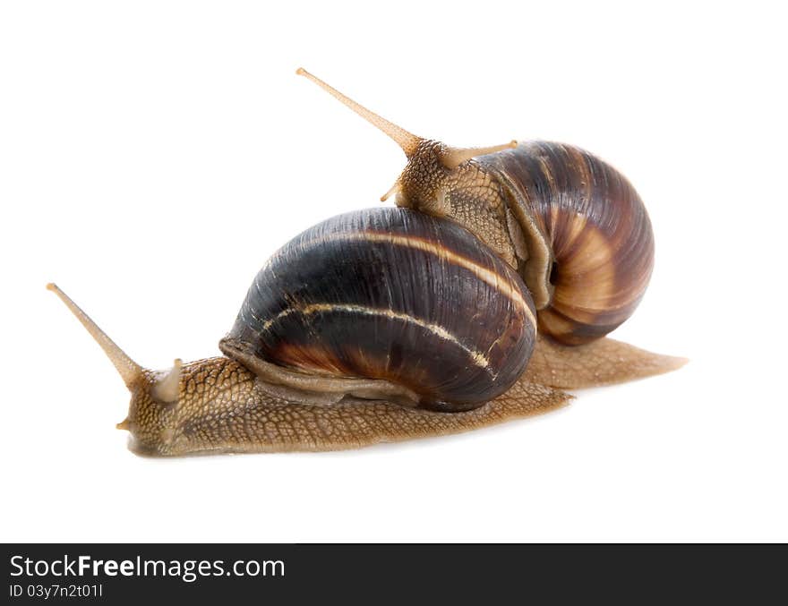 Two snails on a white background