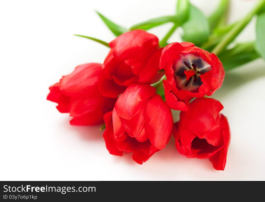 Red tulip on a white background. Red tulip on a white background
