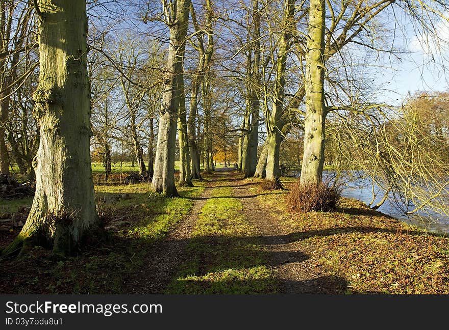 Avenue of Winter Lime Trees, Stamford on Avon on the Leicestershire, Northamptonshire boarder, England