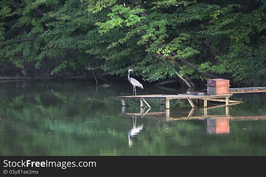 Cormorant on a pier, late in the afternoon. Cormorant on a pier, late in the afternoon