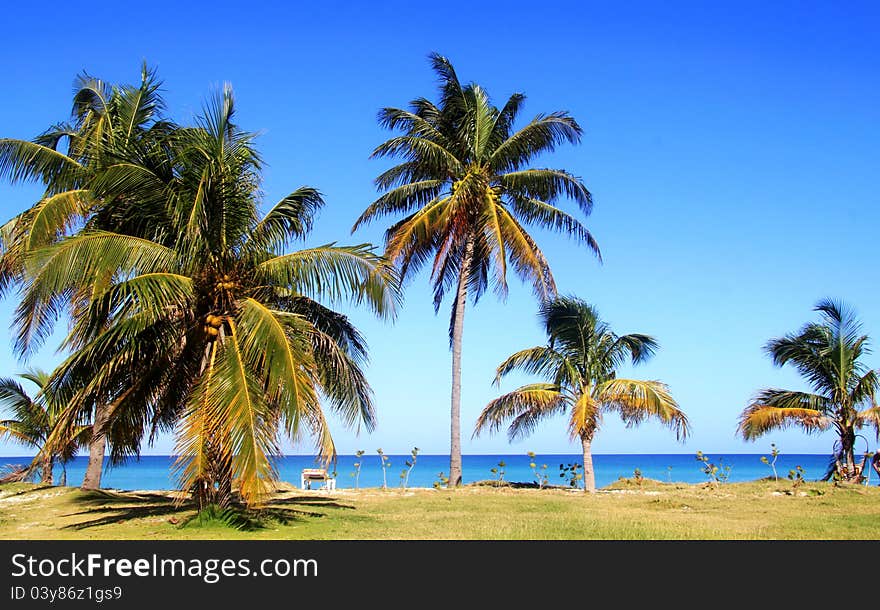 Palm Trees By The Ocean