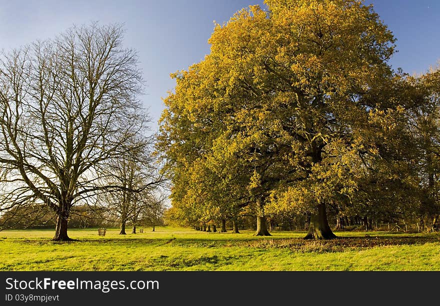 Avenue of Oak and Ash Trees in late Autumn