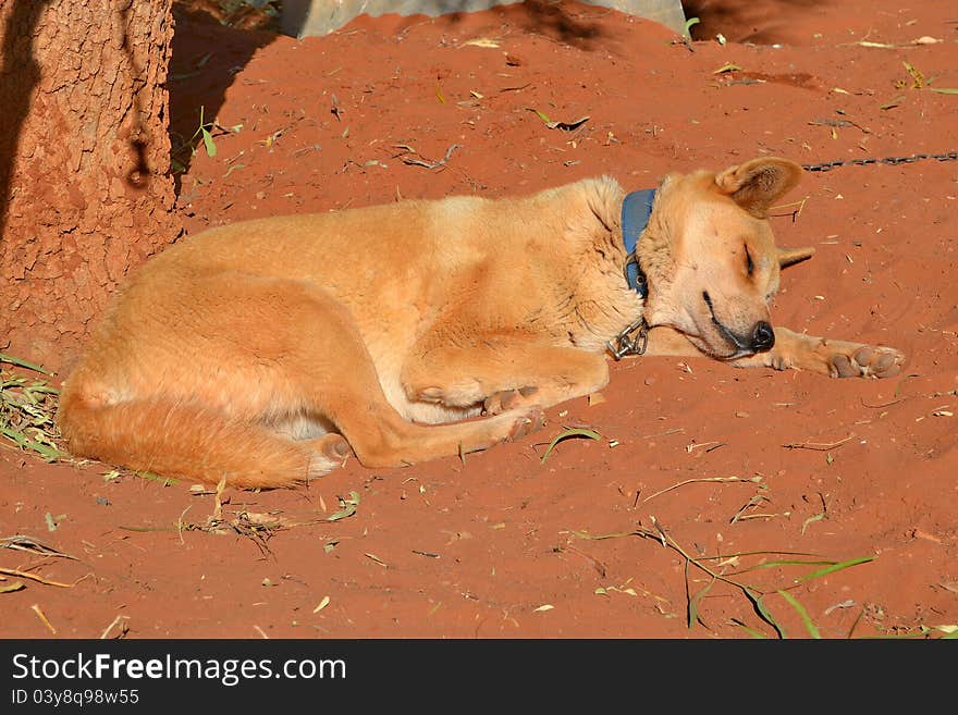 Chained Australian Dingo sleeping on the red sand.