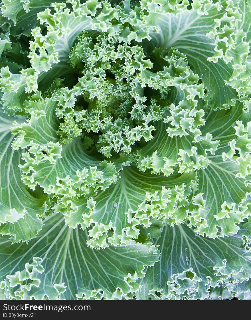 Fresh Cabbage (brassica oleracea) plant leaves