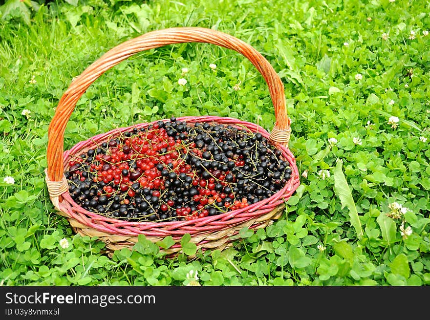 Basket Full of Berries (Black and Red Currants)