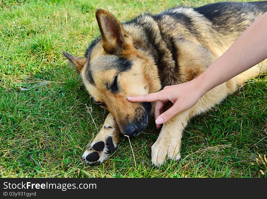 Portrait of a cute dog on grass background