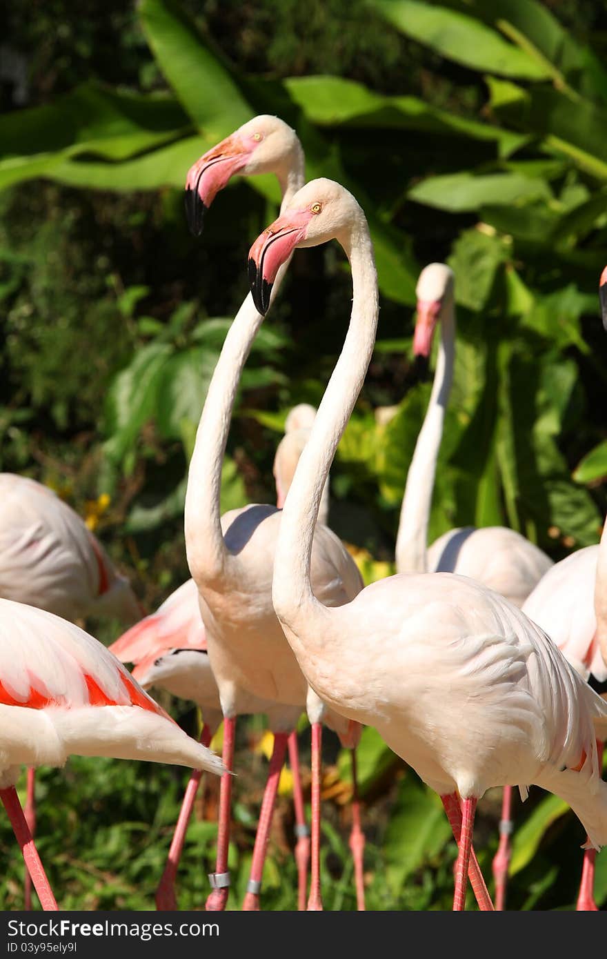 Flamingos in the open zoo