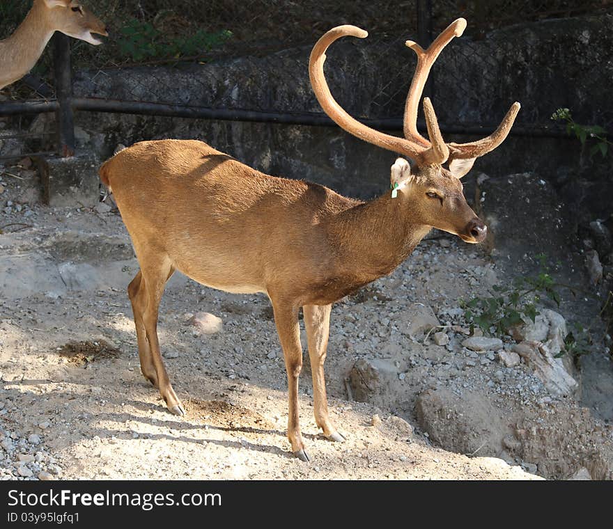 Deer in the open zoo