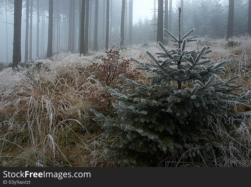 Young spruce tree in frosty pine - wood.