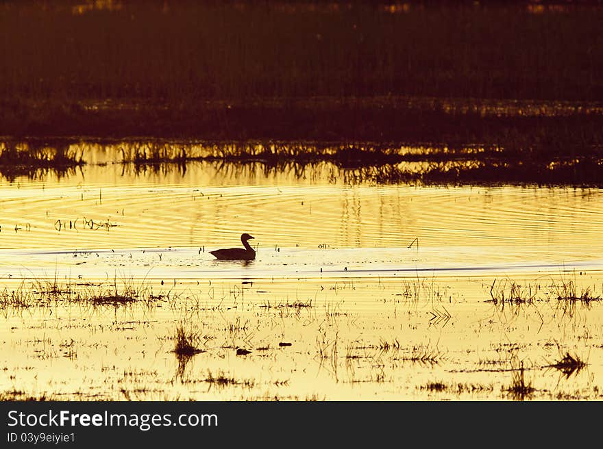 Greylag Goose swimming in the lake at sunset. Greylag Goose swimming in the lake at sunset