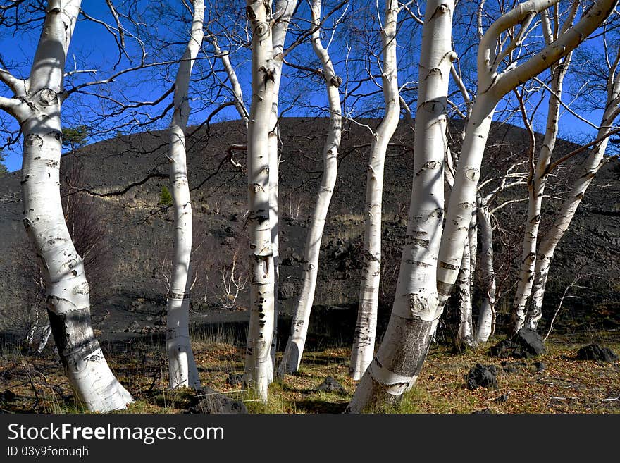 Natural scenery of the Etna Regional Park in Zafferana - Catania (Sicily)