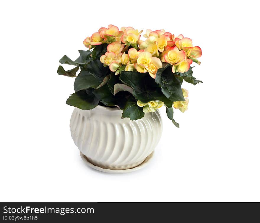 Nice yellow begonia flowers in flowerpot on white background. Isolated with clipping path. Nice yellow begonia flowers in flowerpot on white background. Isolated with clipping path