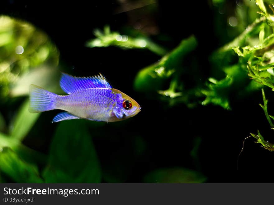 Apistogramma ramirezi or Mikrogeophagus ramirezi (electric blue) male.