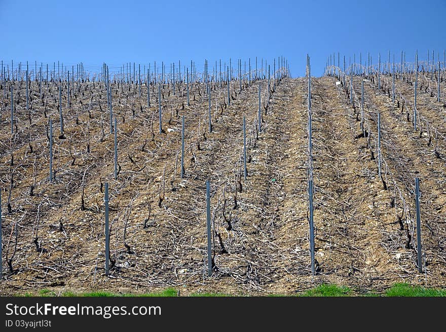 Vineyard in winter