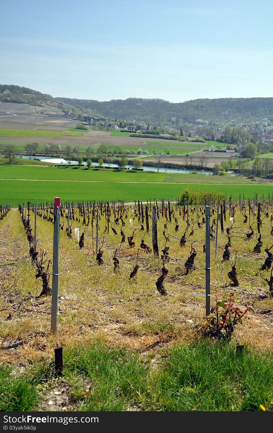 French vines in spring in the champagne region