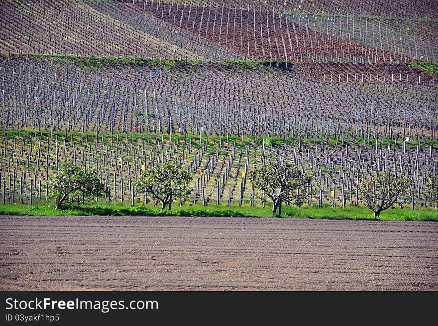 A vinyard in france in early spring. A vinyard in france in early spring