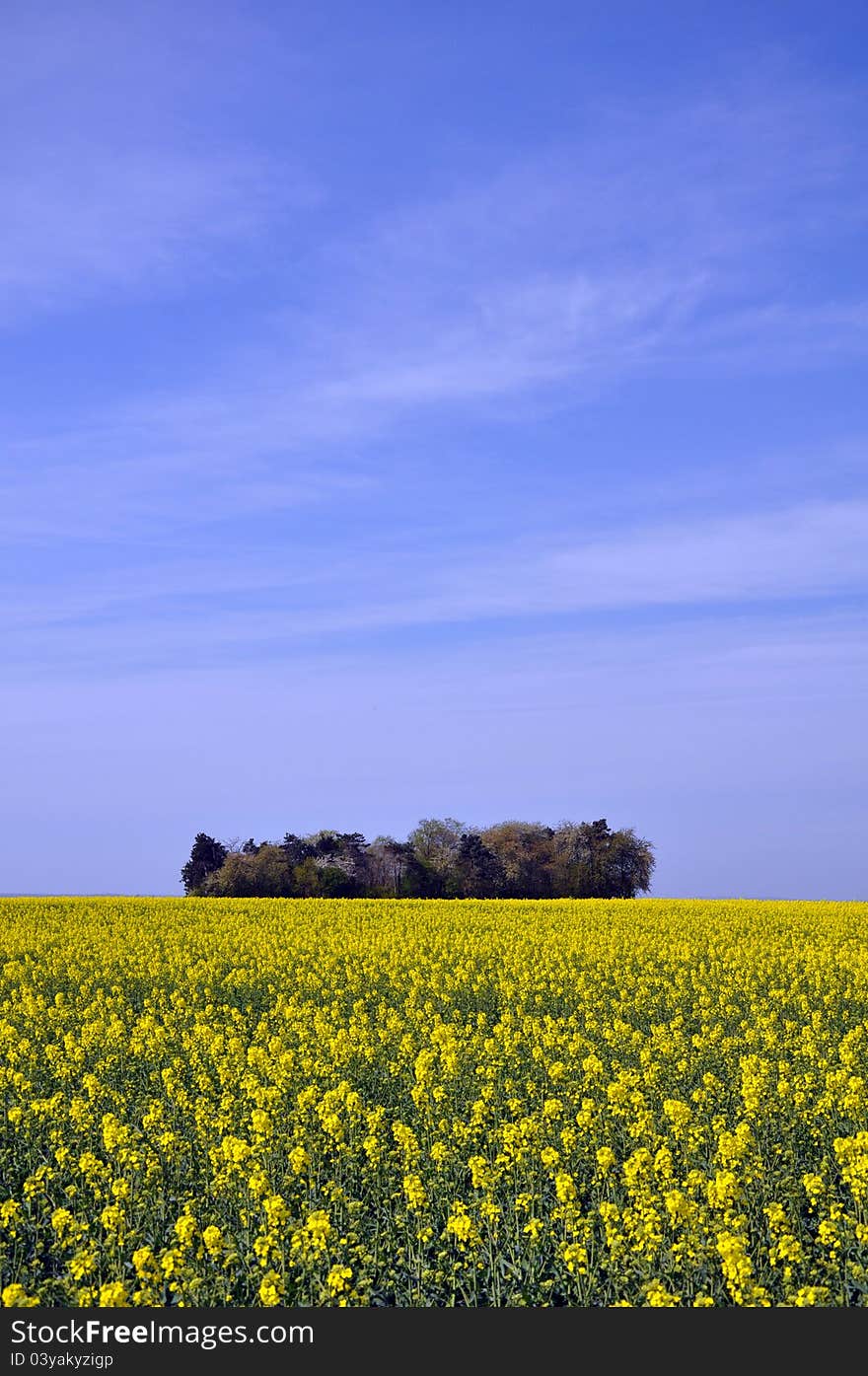 Mustard fields