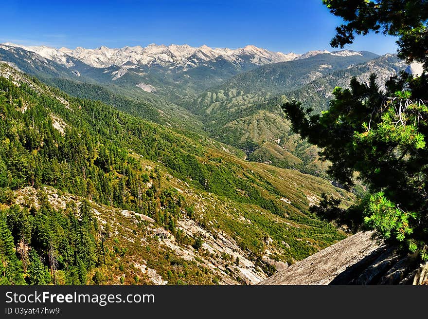 Kings canyon summer landscape and trees