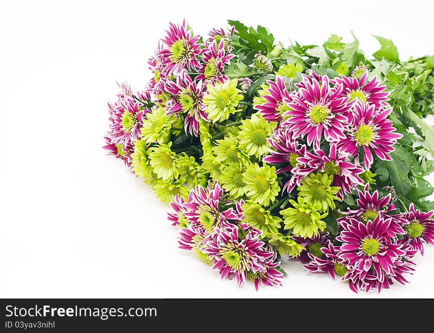 Bouquet of pink and green chrysanthemums on a white background. Bouquet of pink and green chrysanthemums on a white background