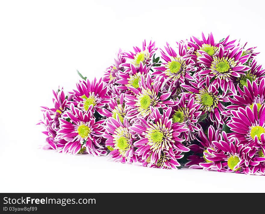 Bouquet of pink chrysanthemums on a white background