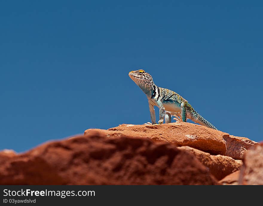 This collared lizard (Crotophytus collaris) was sunning himself on some rocks outside of Flagstaff, Arizona.