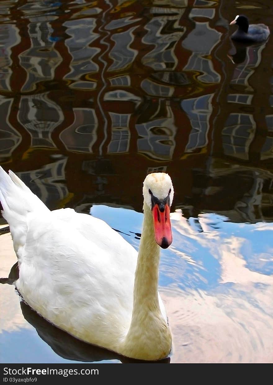 Swan and reflection