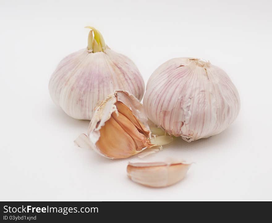 Garlic