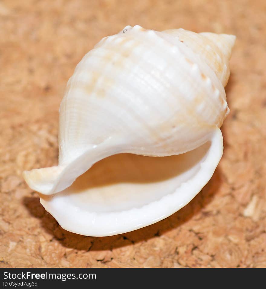 Cockleshell bowl nature macrofilming sea cancer ocean bottom precious coast