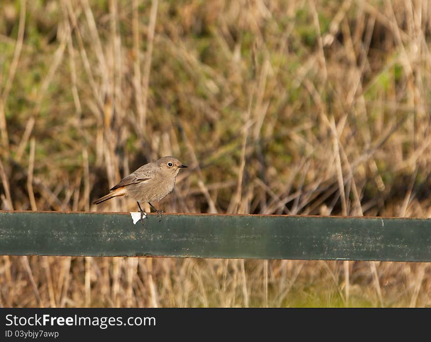 A female Black Redstart in winter