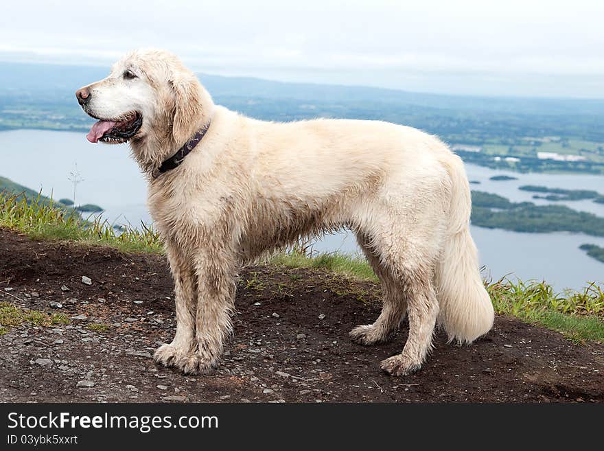 Dog On A Torc Mountain