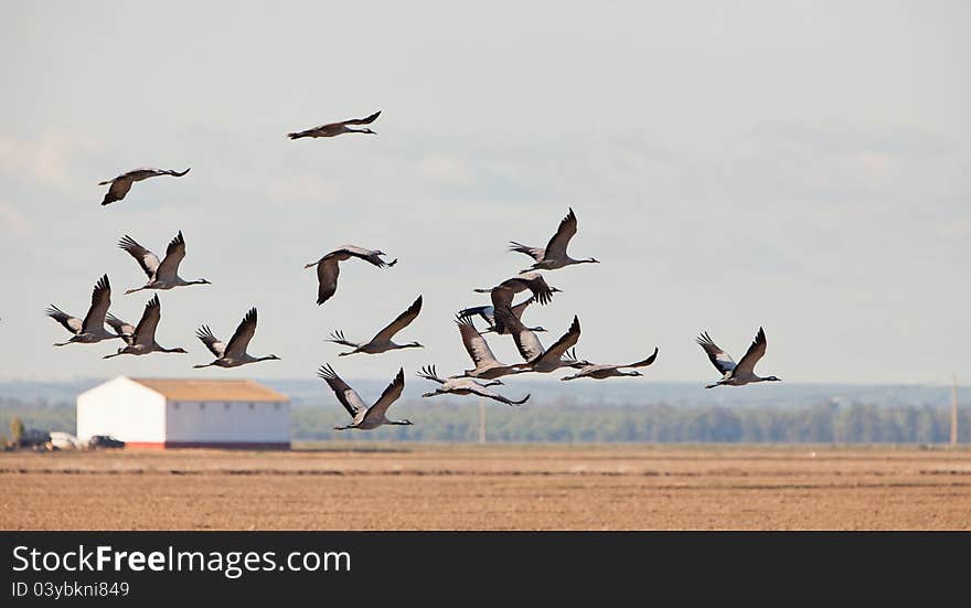 A small group of Common Cranes (Grus grus) flies over the harvested rice fields of Doñana in southern Spain. A small group of Common Cranes (Grus grus) flies over the harvested rice fields of Doñana in southern Spain.