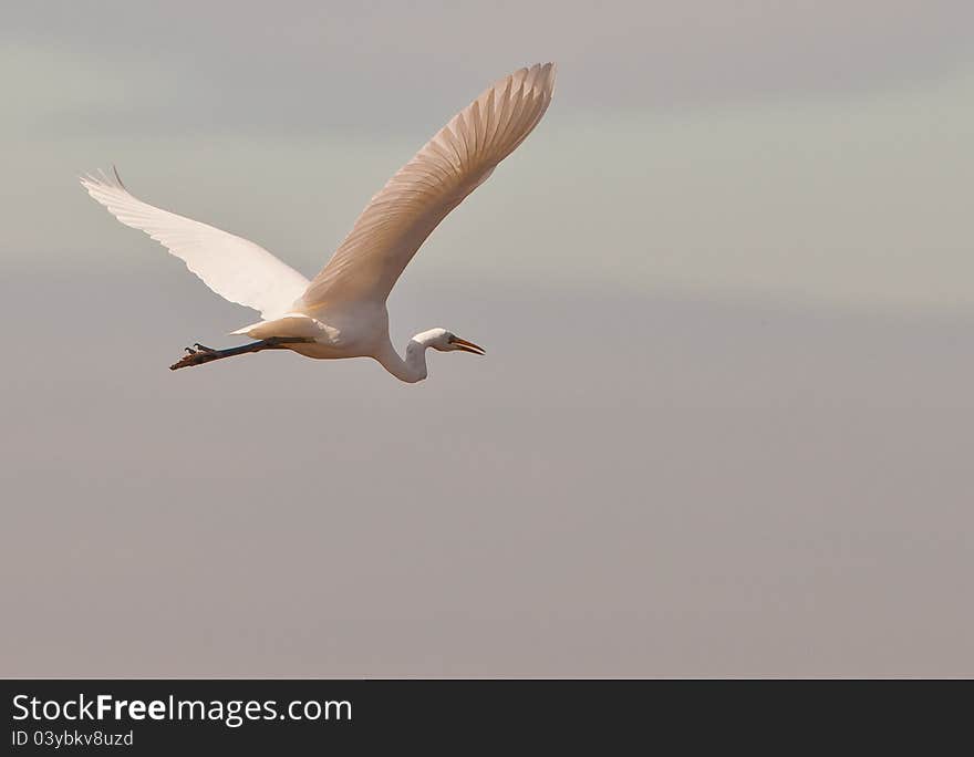 The Great White Egret in flight