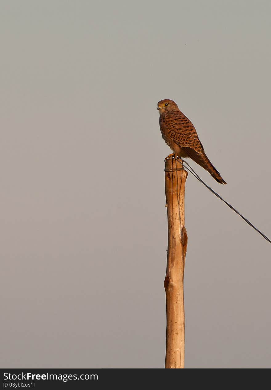 This female Common Kestrel (Falco tinnunculus) uses this pole as a welcome point of observation in a patient wait for a suitable prey. This female Common Kestrel (Falco tinnunculus) uses this pole as a welcome point of observation in a patient wait for a suitable prey.