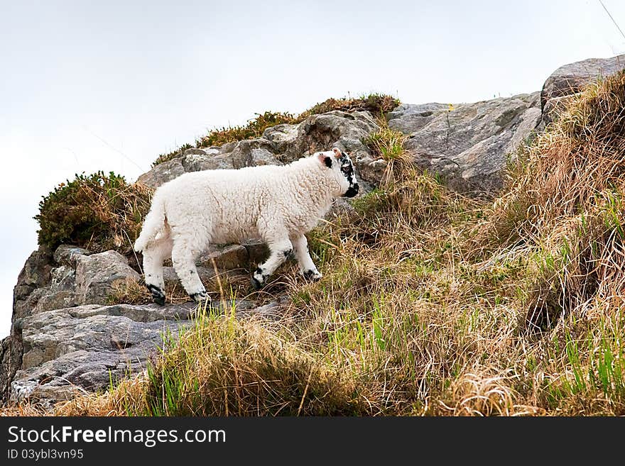 Sheep on a hill