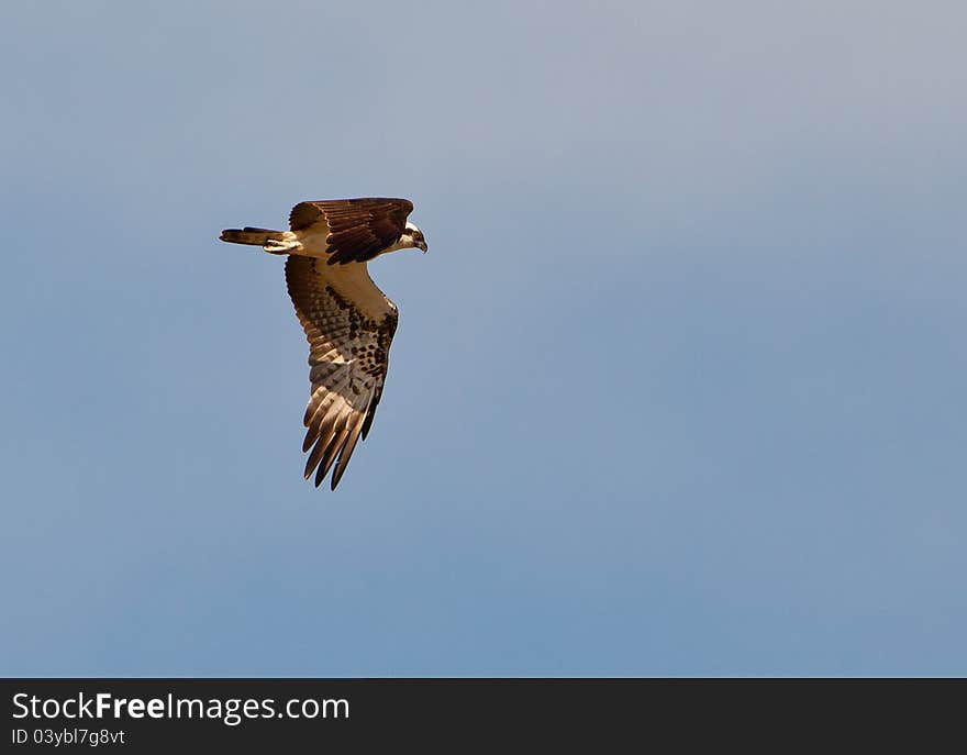 An Osprey (Pandion haliaetus) passes in a lightning flight over the marismas, the lagoons and swamps of the Coto de Doñana national park, always in search of fishes and other suitable prey. An Osprey (Pandion haliaetus) passes in a lightning flight over the marismas, the lagoons and swamps of the Coto de Doñana national park, always in search of fishes and other suitable prey.